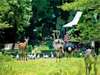 Mount Meru Game Lodge & Sanctuary - Garden 